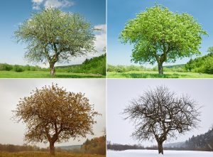 Four trees showing seasonal changes: spring, summer, autumn, and winter.