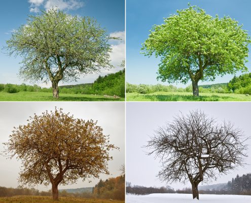 Four trees showing seasonal changes: spring, summer, autumn, and winter.