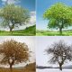 Four trees showing seasonal changes: spring, summer, autumn, and winter.