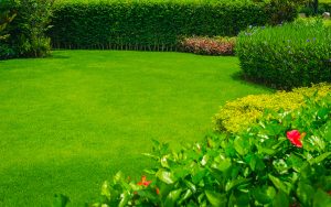 A well-maintained green garden with lush grass and trimmed bushes.