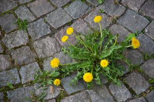 Yellow dandelion flowers growing between cobblestone pavement cracks.