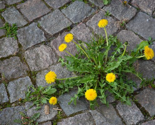 Yellow dandelion flowers growing between cobblestone pavement cracks.
