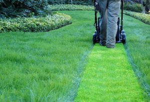 Person marking grass with blue spray paint for landscaping.
