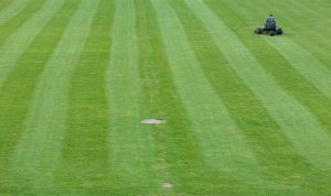 A small frog sitting on neatly mowed grass with striped patterns.